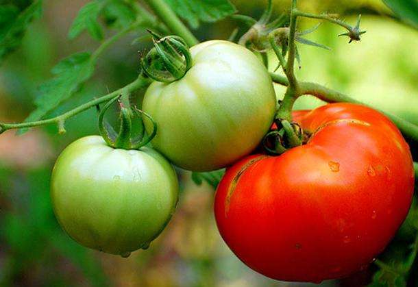 томаты выращивание в открытом грунте