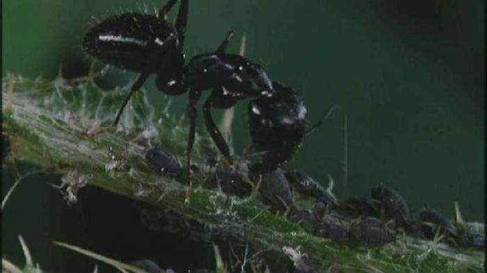 садовые муравьи борьба