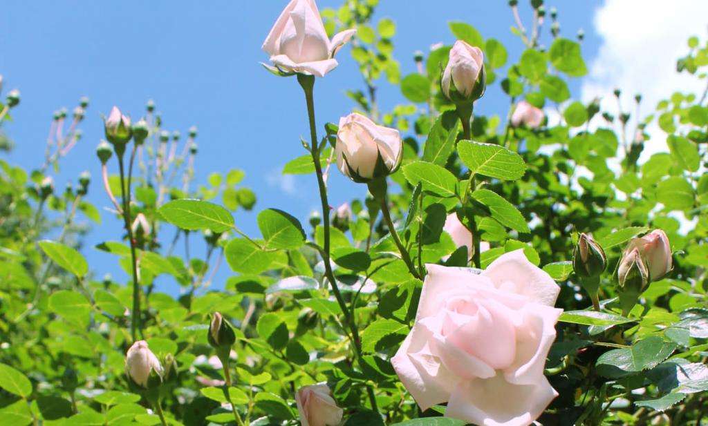 Кусты розовых роз