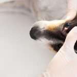 У собаки красный глаз и гноится: причины, чем лечить