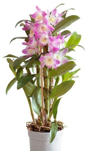 орхидея в домашних условиях дендробиум