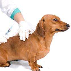 лечение энтерита у собак