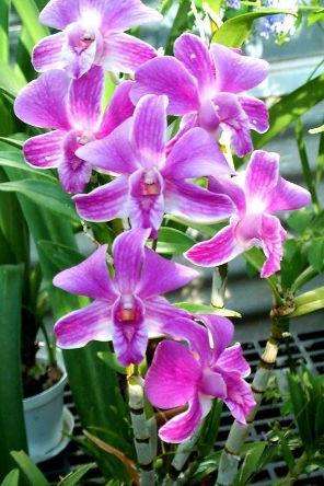 размножение орхидеи дендробиум