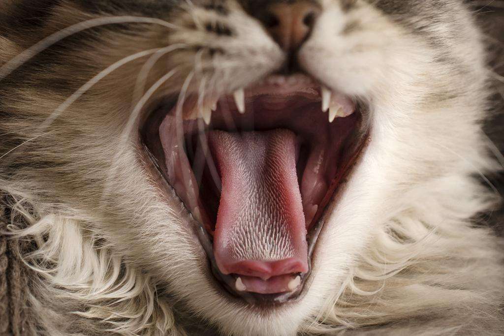 Зевающий кот с торчащим языком