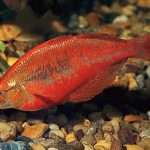 Крупные аквариумные рыбки: названия, описание с фото, совместимость и правила содержания