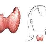 Какие у женщин признаки заболевания щитовидной железы
