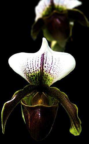 Разновидности орхидей 