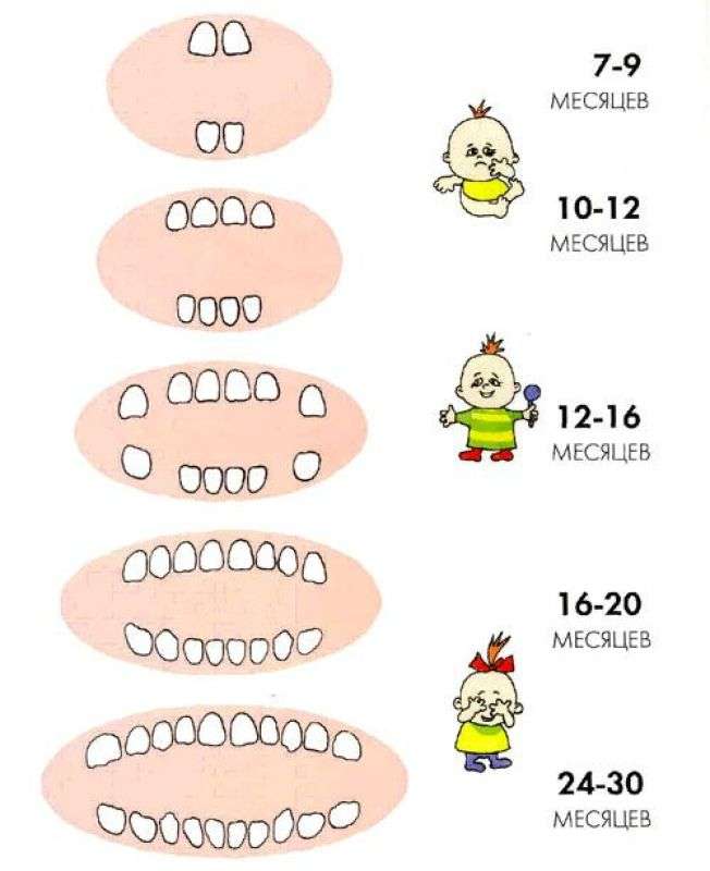 Очередность зубов