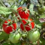 Почему скручиваются листья у томатов: основные причины