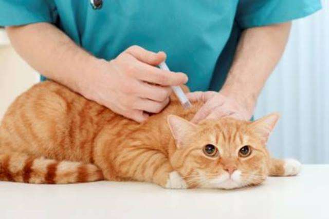 как лечить кота