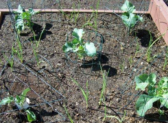 выращивание брокколи