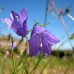 Колокольчик широколистный – нежный цветок