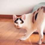 Продолжительность течки у кошки: сроки, особенности, симптомы, советы ветеринаров