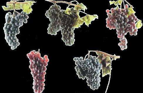 виноград болезни и вредители