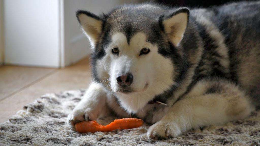 Маламут Хэнкс и морковь