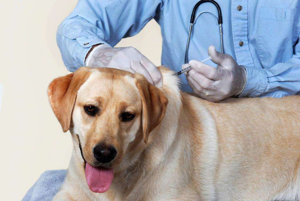 Вакцинация взрослой собаки