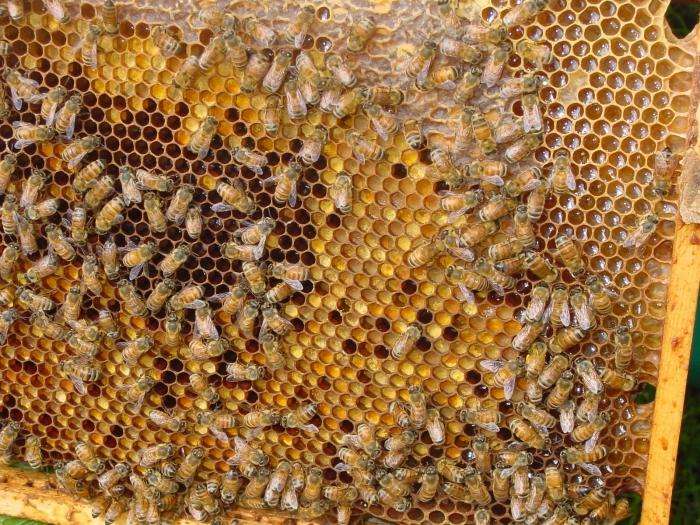пчелиная пыльца полезные свойства