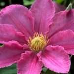 Цветы клематисы: фото и описание, посадка, выращивание и уход