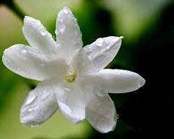 жасмин фото цветок
