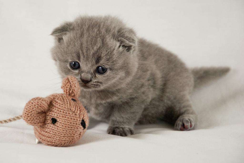 Котенок с игрушкой
