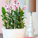 Дендробиум – орхидеи, которые поднимают настроение