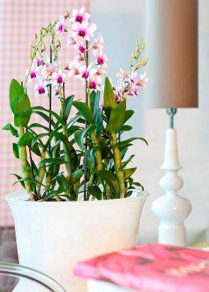 дендробиум орхидеи 