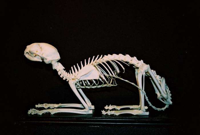 скелет позвоночника