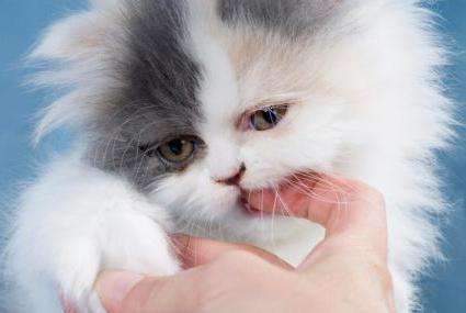кальцивироз у кошек лечение