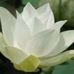 Лотос - цветок единения мужского и женского начал