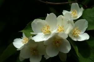 Королевские цветы жасмина - нежный аромат и утонченная красота