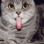 Почему кошка высовывает язык? Заболевания, при которых наблюдается высовывание кончика языка у кошек