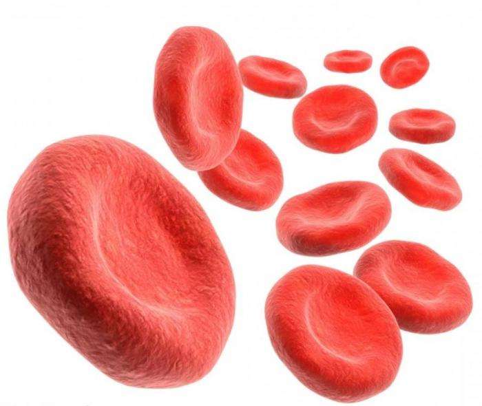 повысить гемоглобин в крови