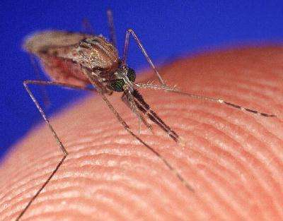 как избавиться от зуда от укуса комаров