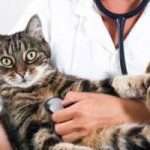 Микоплазмоз у кошки: симптомы и лечение