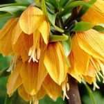 Цветы императорский рябчик – монарший представитель садовых растений