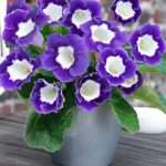 Цветок глоксиния - уход в домашних условиях, выращивание и особенности