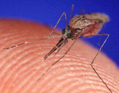 почему укус комара чешется