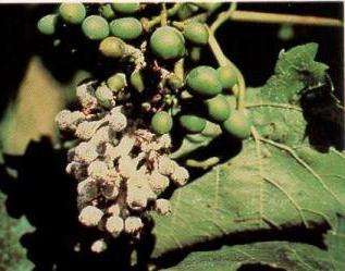 болезни винограда и их лечение