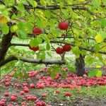 Зимние и осенние сорта яблонь для Урала