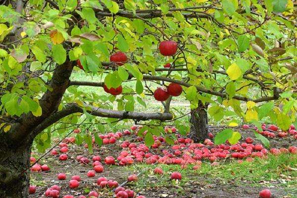 сорта яблонь для Урала