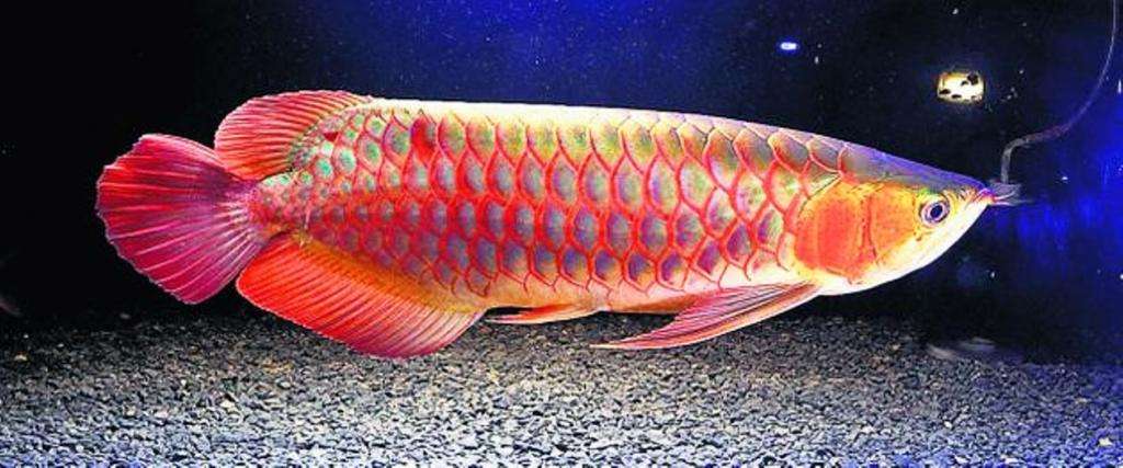 Аравана – оранжевая рыбка