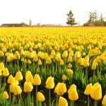 Желтые цветы: названия, описание. Желтые садовые и полевые цветы