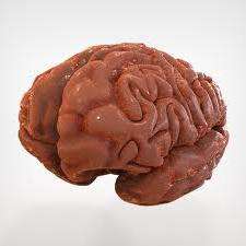 структура головного мозга человека