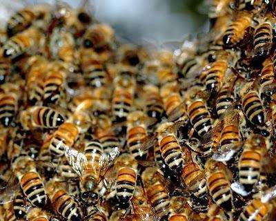 помор пчелиный отзывы