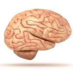 Строение головного мозга человека. Что под черепом?