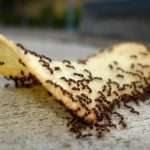 Как вывести муравьев из дома? Эффективное средство от муравьев в доме