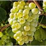 Августин - виноград ценных сортов