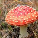 Мухомор красный. Лечебные свойства гриба