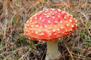 Мухомор красный. Лечебные свойства гриба