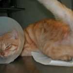Мочекаменная болезнь у кошки - симптомы, лечение